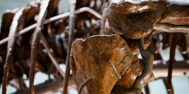 Βρετανία: 6χρονος βρήκε απολίθωμα ηλικίας 500 εκατ. ετών στον κήπο του σπιτιού του