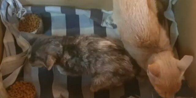 Εντυπωσιακή διάσωση γατιών από ναυάγιο στην Ταϊλάνδη