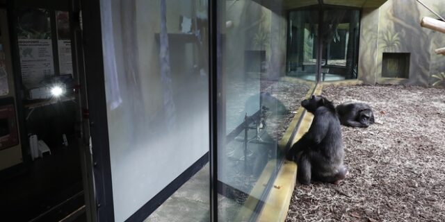 “ChimpanZoom”: Χιμπατζήδες από δύο ζωολογικούς κήπους “συνδέθηκαν” με τη βοήθεια της τεχνολογίας