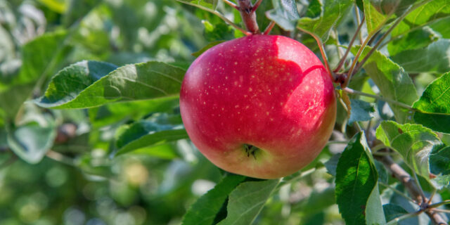 Έρευνα: Δεν ήταν μήλο ο “απαγορευμένος καρπός της Εύας”