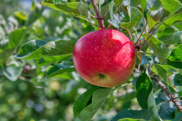 Έρευνα: Δεν ήταν μήλο ο “απαγορευμένος καρπός της Εύας”