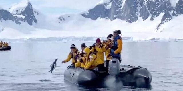 Πιγκουίνος γλιτώνει από φάλαινα δολοφόνο με απίστευτο άλμα σε βάρκα