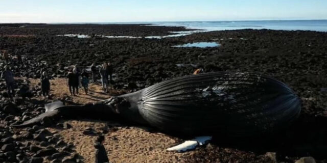 Ισλανδία: Φάλαινα γεμάτη βενζίνη ξεβράστηκε σε ακτή