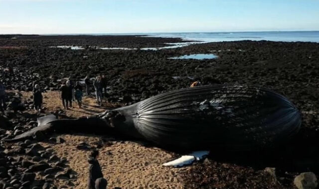 Ισλανδία: Φάλαινα γεμάτη βενζίνη ξεβράστηκε σε ακτή