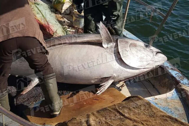 Πρέβεζα: Ψάρεψαν τόνο 130 κιλών
