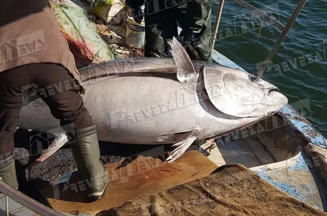 Πρέβεζα: Ψάρεψαν τόνο 130 κιλών