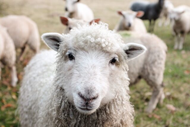 Γερμανία: Αγκαλιά σε πρόβατα για όσους αισθάνονται μοναξιά λόγω του κορονοϊού