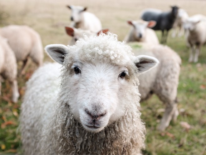 Γερμανία: Αγκαλιά σε πρόβατα για όσους αισθάνονται μοναξιά λόγω του κορονοϊού