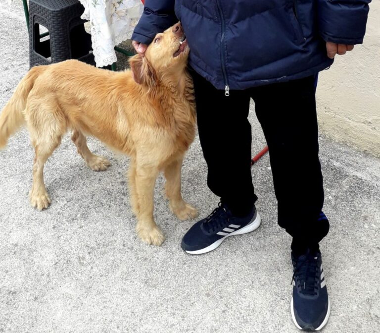 Φαρκαδόνα: Σκύλος “διασθάνθηκε” το σεισμό και έσωσε μία οικογένεια