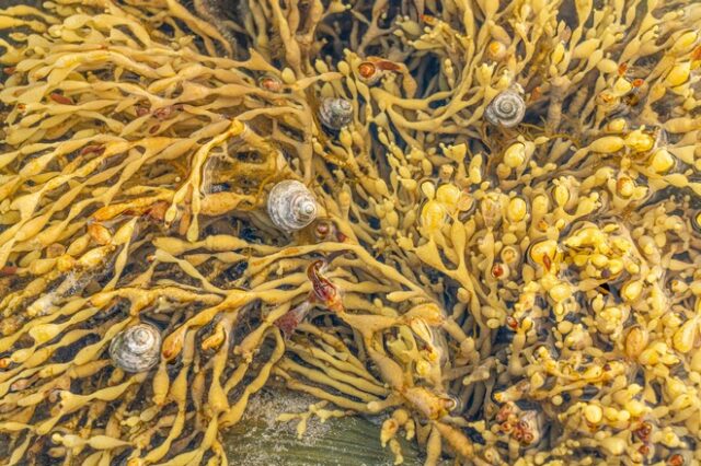 Βρέθηκαν θαλάσσια σαλιγκάρια που αυτο-αποκεφαλίζονται και μετά δημιουργούν νέο σώμα