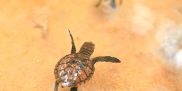 Ισημερινός: Γεννήθηκαν 9 χελωνάκια που ανήκουν σε είδος υπό εξαφάνιση