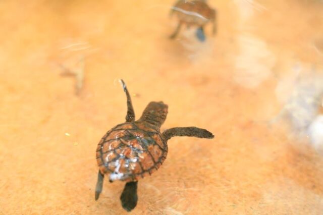 Ισημερινός: Γεννήθηκαν 9 χελωνάκια που ανήκουν σε είδος υπό εξαφάνιση