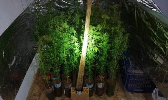 Σύλληψη 53χρονου που καλλιεργούσε τον προσωπικό του “χασισόκηπο” σπίτι του