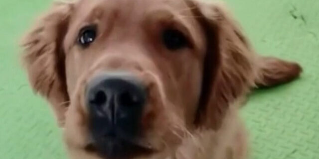 Golden Retriever προσπαθεί να πει “μαμά” την ιδιοκτήτρια του