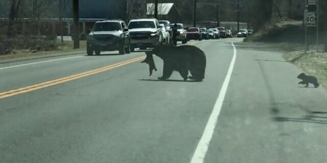 Επίμονη μαμά-αρκούδα προσπαθεί να διασχίσει δρόμο, με τα 4 μικρά της να αρνούνται
