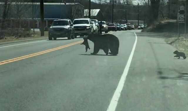 Επίμονη μαμά-αρκούδα προσπαθεί να διασχίσει δρόμο, με τα 4 μικρά της να αρνούνται