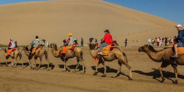 Στην Κίνα έφτιαξαν τα πρώτα φανάρια για καμήλες παγκοσμίως