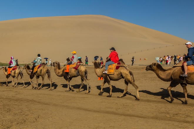 Στην Κίνα έφτιαξαν τα πρώτα φανάρια για καμήλες παγκοσμίως