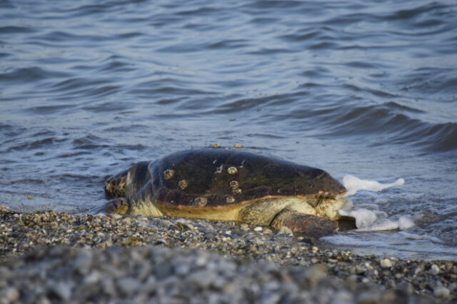 Περισσότερες από 700 οι νεκρές θαλάσσιες χελώνες το 2020 στη χώρα μας