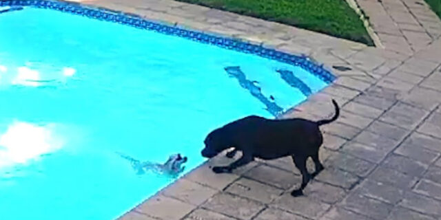 Ηρωικός σκύλος σώζει κουτάβι από πνιγμό