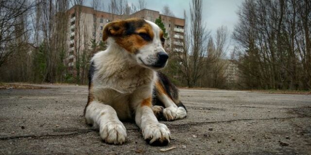 Τσερνόμπιλ 35 χρόνια μετά: Οι φύλακες φροντίζουν τα εγκαταλελειμμένα σκυλιά