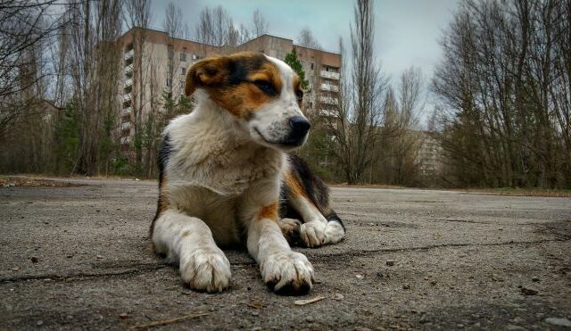 Τσερνόμπιλ 35 χρόνια μετά: Οι φύλακες φροντίζουν τα εγκαταλελειμμένα σκυλιά