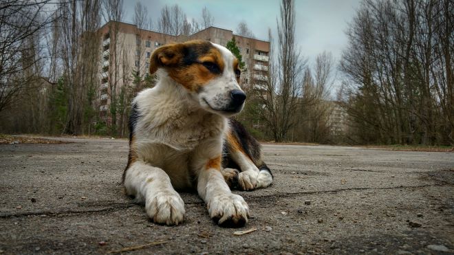 Τσερνόμπιλ 35 χρόνια μετά: Οι φύλακες φροντίζουν τα εγκαταλελειμμένα σκυλιά
