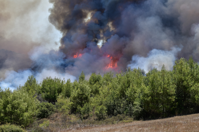 Ηλεία: Καίγεται αναγεννημένο δάσος από τις μεγάλες φωτιές του 2007
