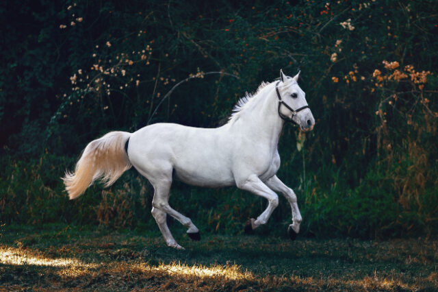 Βρετανία: Παρουσιάστρια “ανέστησε” το αγαπημένο της άλογο μέσω ταρίχευσης