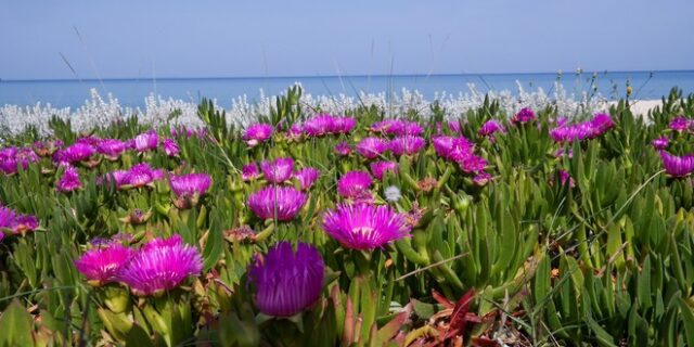 Καιρός: Αφρικανική σκόνη και υψηλές θερμοκρασίες μέχρι το Πάσχα