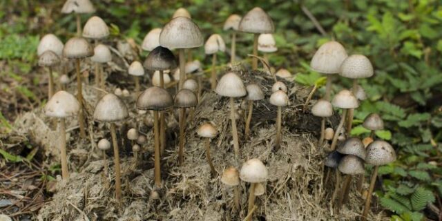 Τα “μαγικά” μανιτάρια και η αντιμετώπιση της κατάθλιψης