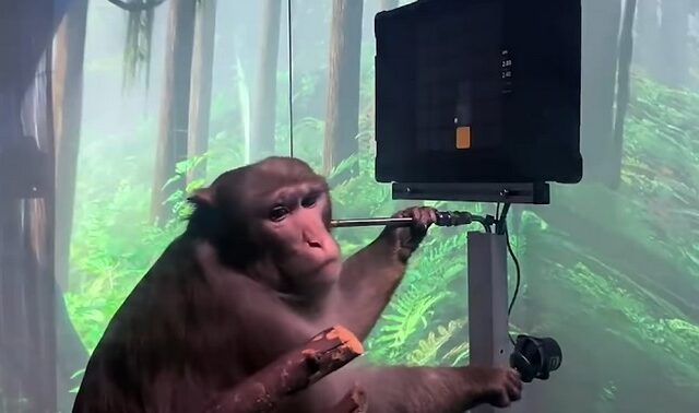 Έλον Μασκ: Παρουσίασε μαϊμού με ασύρματα τσιπάκια να παίζει βιντεοπαιχνίδι με το νου της