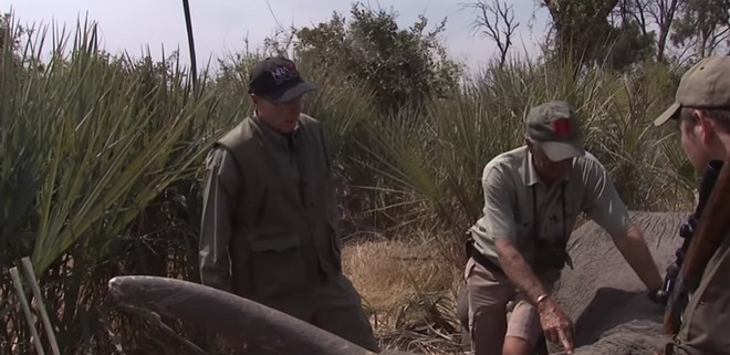 ΗΠΑ: Οργή με βίντεο του επικεφαλής του λόμπι των όπλων που πυροβολεί ελέφαντα