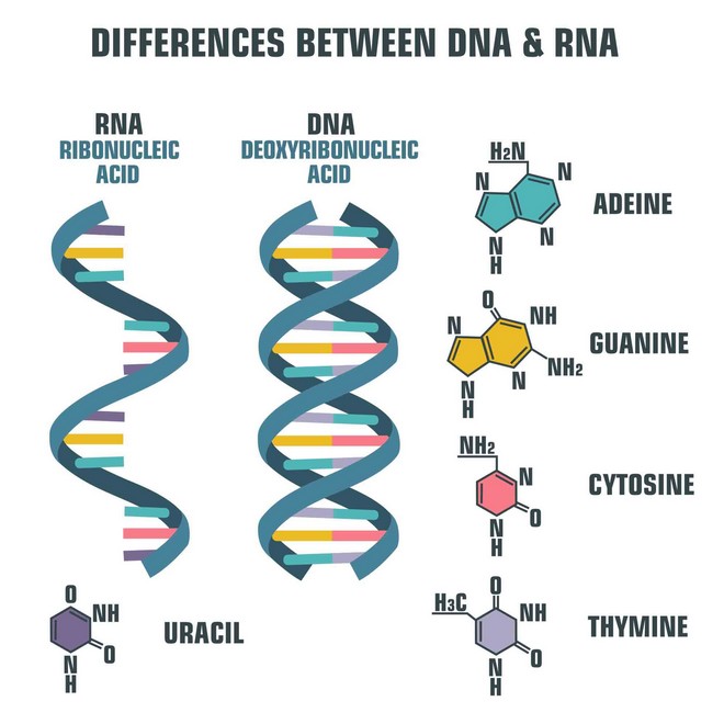 Ποιος έδωσε τη ζωή του στην ανακάλυψη του DNA Οι παρεμβάσεις και οι