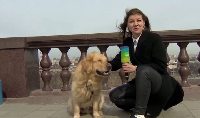 Σκύλος έκλεψε το μικρόφωνο ρεπόρτερ σε live μετάδοση