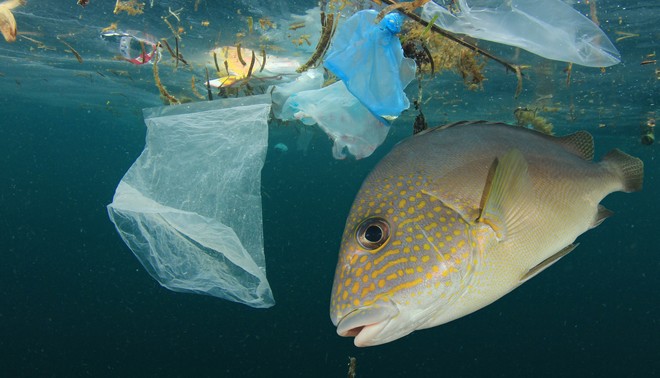 Σοκαριστικό: Μέχρι το 2050 η μάζα πλαστικών στις θάλασσες θα ξεπερνά τη μάζα των ψαριών