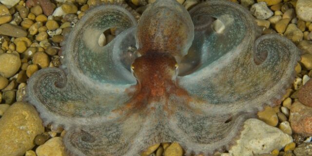 Αυστραλία: Τουρίστας δέχτηκε επίθεση από χταπόδι και έγινε viral