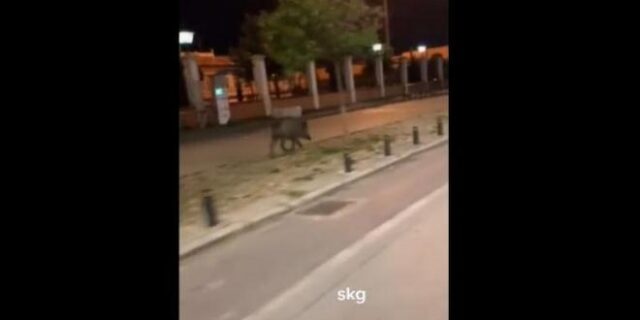 Θεσσαλονίκη: Νέο βίντεο με αγριογούρουνο στο κέντρο της πόλης