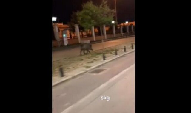 Θεσσαλονίκη: Νέο βίντεο με αγριογούρουνο στο κέντρο της πόλης