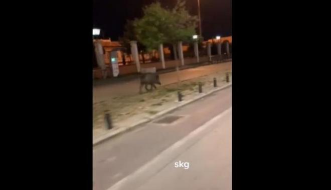 Θεσσαλονίκη: Νέο βίντεο με αγριογούρουνο στο κέντρο της πόλης