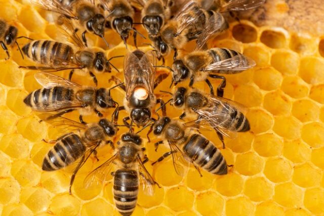 Ολλανδία: Ερευνητές εκπαίδευσαν μέλισσες για να εντοπίζουν τις μολύνσεις Covid-19