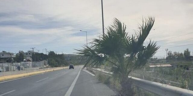 Απίστευτα πράγματα: Ένα δέντρο πάνω στον ΒΟΑΚ – SOS από τους οδηγούς