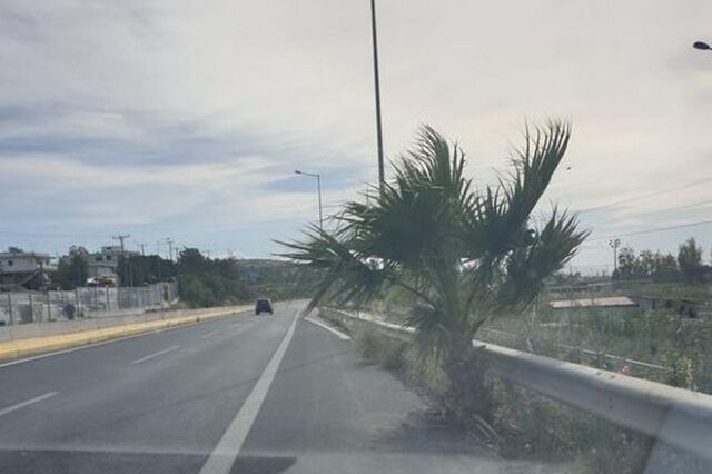 Απίστευτα πράγματα: Ένα δέντρο πάνω στον ΒΟΑΚ – SOS από τους οδηγούς