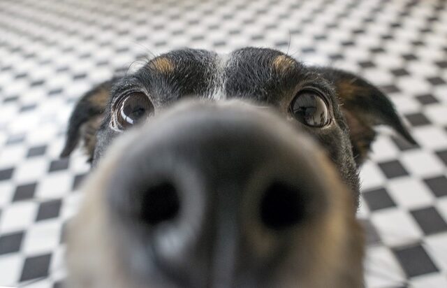 Έρευνα: Η όσφρηση των σκύλων πιο αξιόπιστη από τα τεστ για τον κορονοϊό