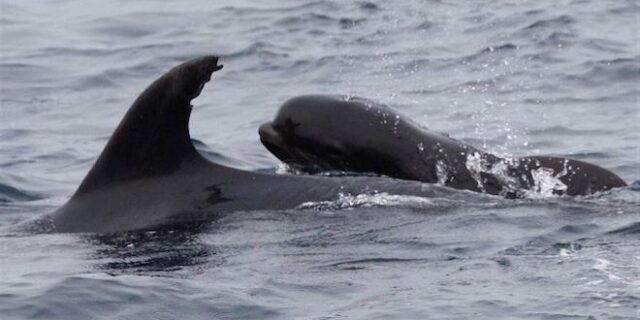 Δελφίνι “υιοθέτησε” ένα μωρό φάλαινα