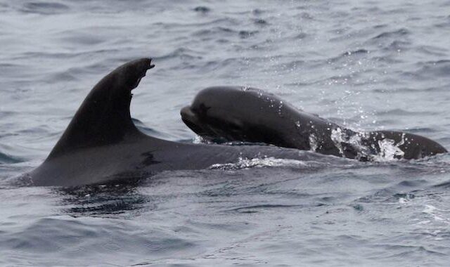 Δελφίνι “υιοθέτησε” ένα μωρό φάλαινα