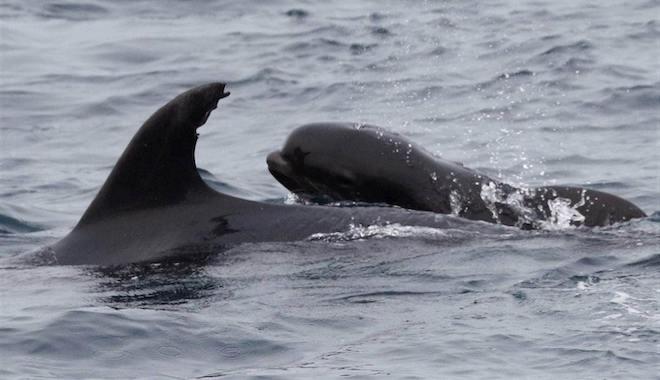 Δελφίνι “υιοθέτησε” ένα μωρό φάλαινα