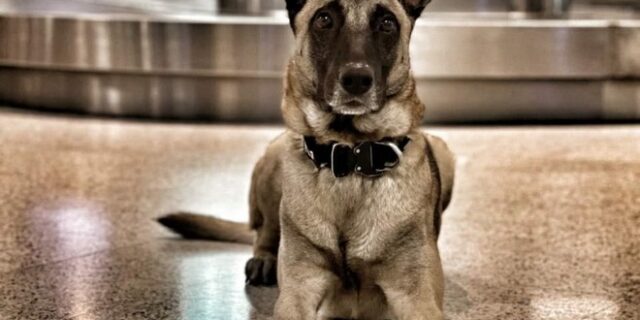 Τελωνείο Ευζώνων: Σκύλος ανιχνευτής σταμάτησε παράνομες μεταφορές 170.000€