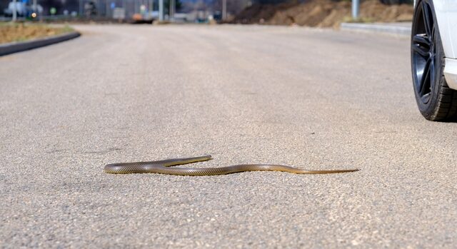 Θεσσαλονίκη: Φίδι τρύπωσε στο αυτοκίνητό της – “Πάλευε” μαζί του για 5 μέρες