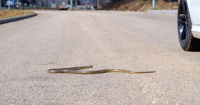 Θεσσαλονίκη: Φίδι τρύπωσε στο αυτοκίνητό της – “Πάλευε” μαζί του για 5 μέρες